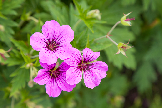 Flowers (30)